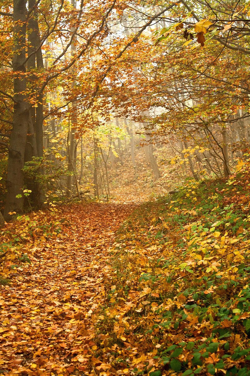 a trail through a forest in harz covered with a thick layer of autumn leaves, autumn leaves on a trail 4k