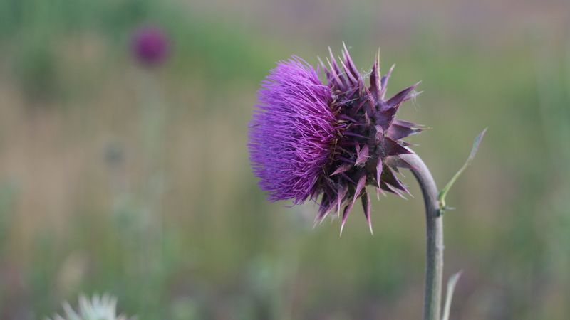 thistle, flower, grass, stem, blurred, 4k