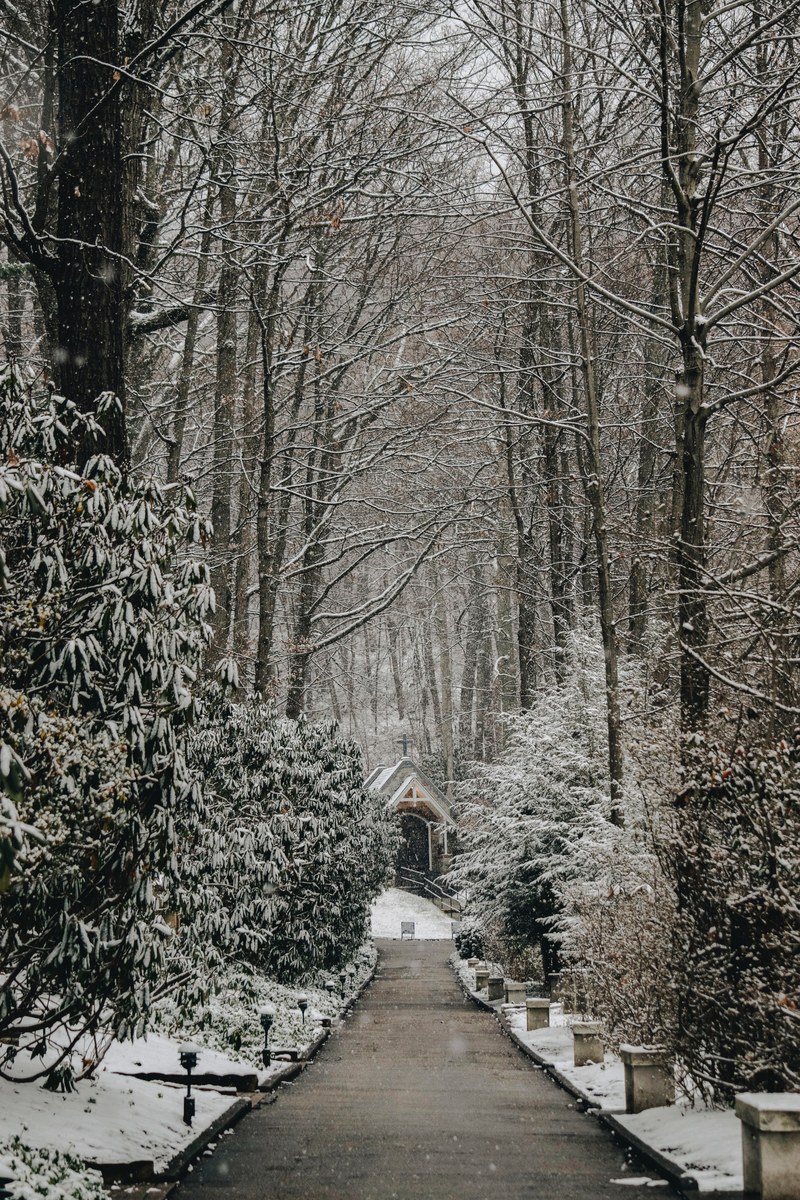 tree woodland forest and snow hd, 4k