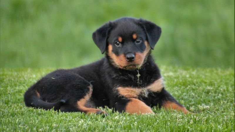 rottweiler, puppy, dog, lying, 4k
