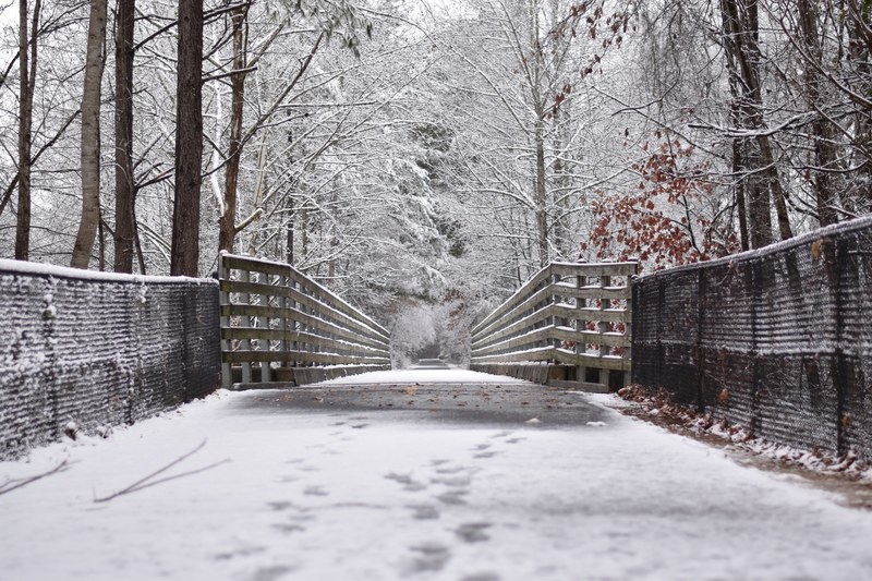 bridge wooden tree and woodland 4k