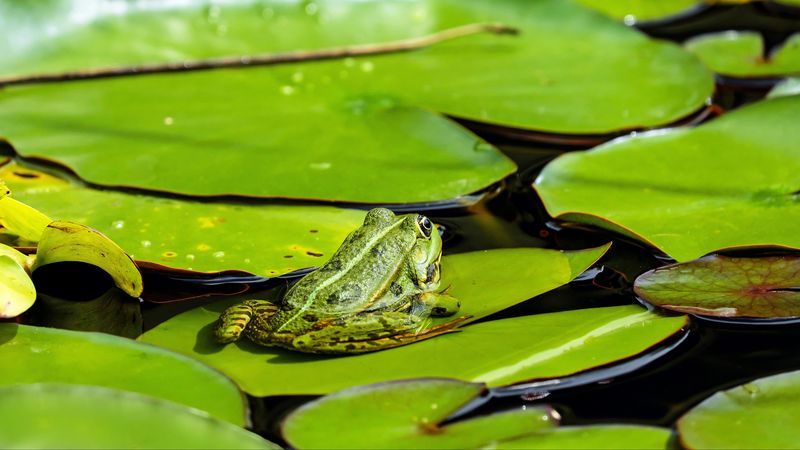frog, leaves, nuphar, 4k