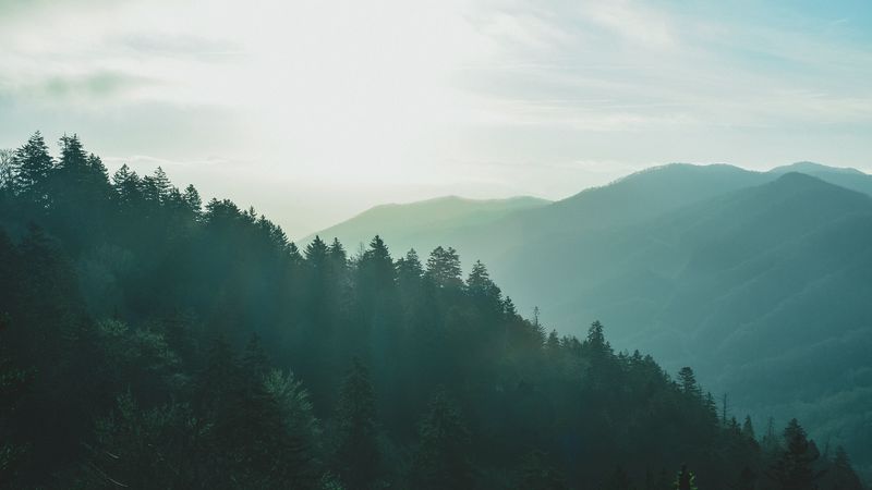 forest, sky, fog, mountains, 4k