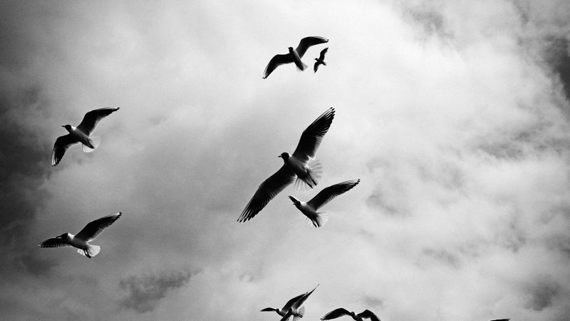 birds, sky, flight, clouds, bw, 4k