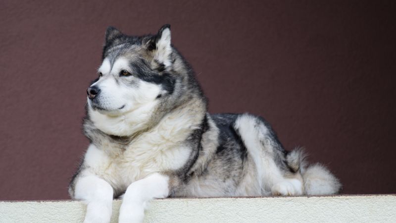 alaskan malamute, malamute, dog, 4k