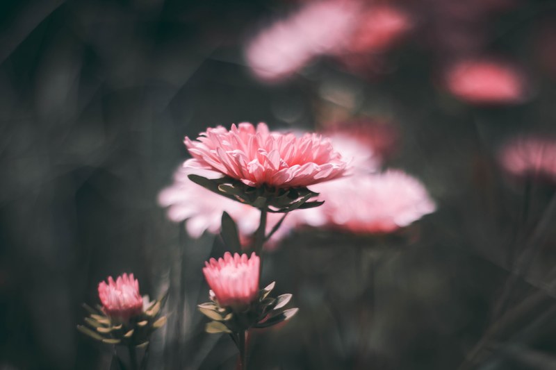 forgotten flowers 4k