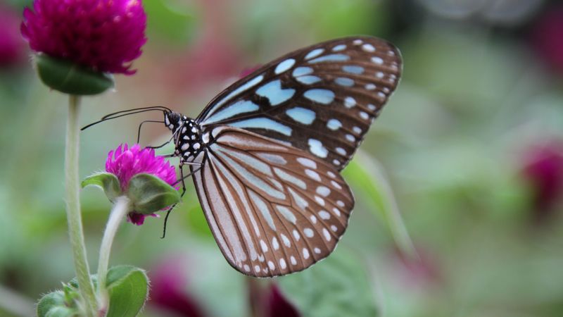butterfly, clover, flower, wings, 4k
