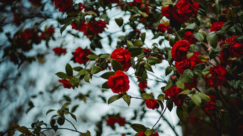 rose, bush, flowering, 4k