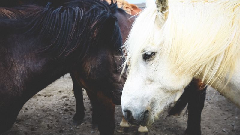 horse, couple, mane, 4k