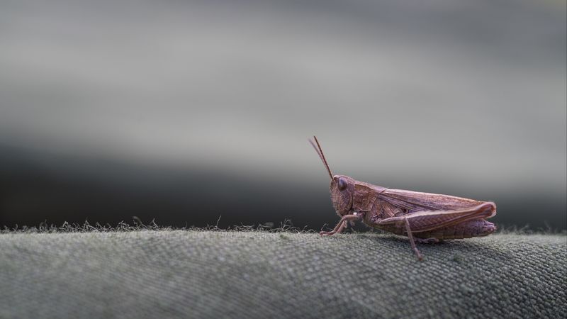 grasshopper, insect, close-up, 4k