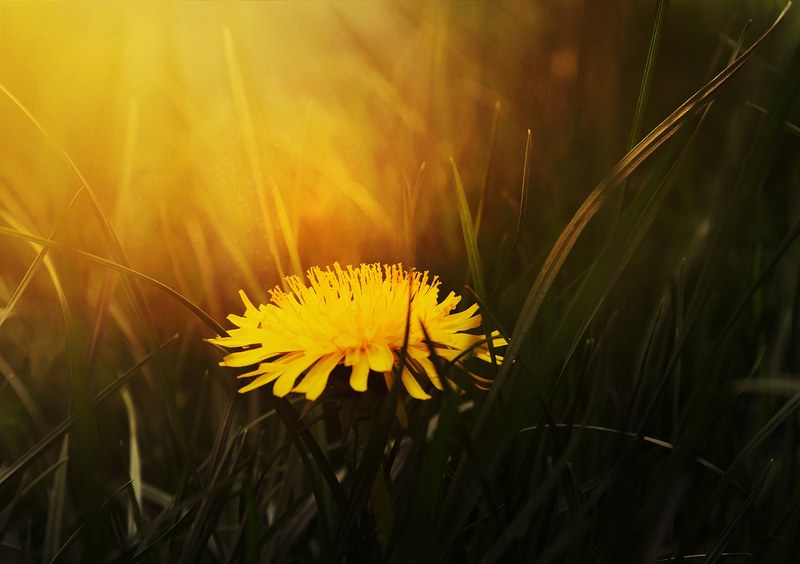 a close up of a yellow dandelion batched in warm light, lone dandelion at sunset 4k