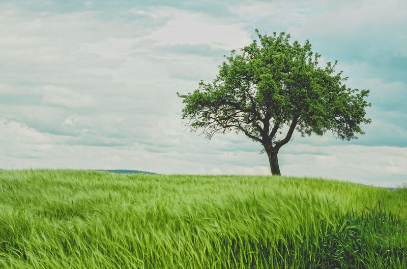 a lone tree in a field of fresh green wheat, tree in green wheat field 4k