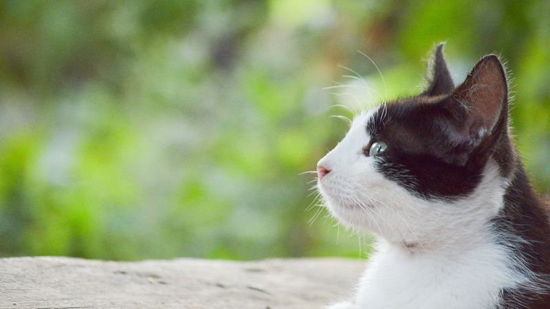 cat, face, spotted, lying, 4k