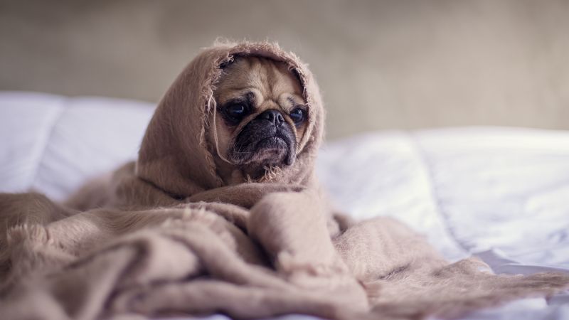 pug, dog, blanket, 4k