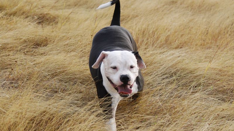 pit bull, dog, grass, walk, 4k
