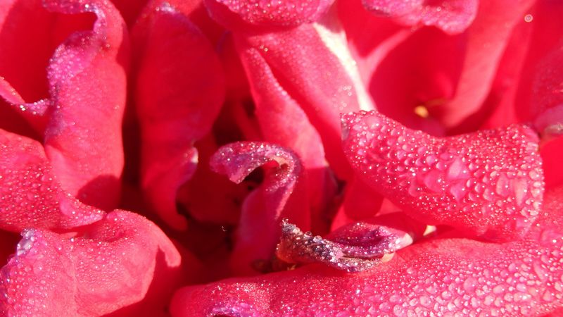 rose, petals, drops, dew, 4k