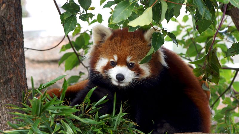 red panda, cute, bamboo, grass, 4k