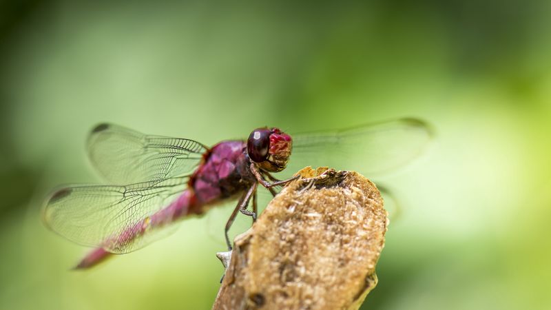 dragonfly, insect, wings, 4k