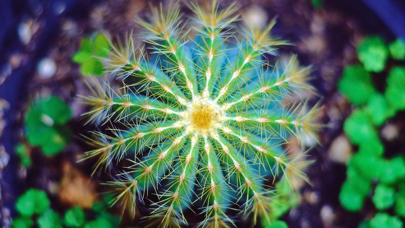 cactus, flower, thorns, 4k