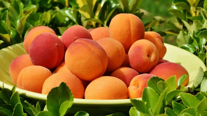 apricots, fruit, ripe, grass, 4k