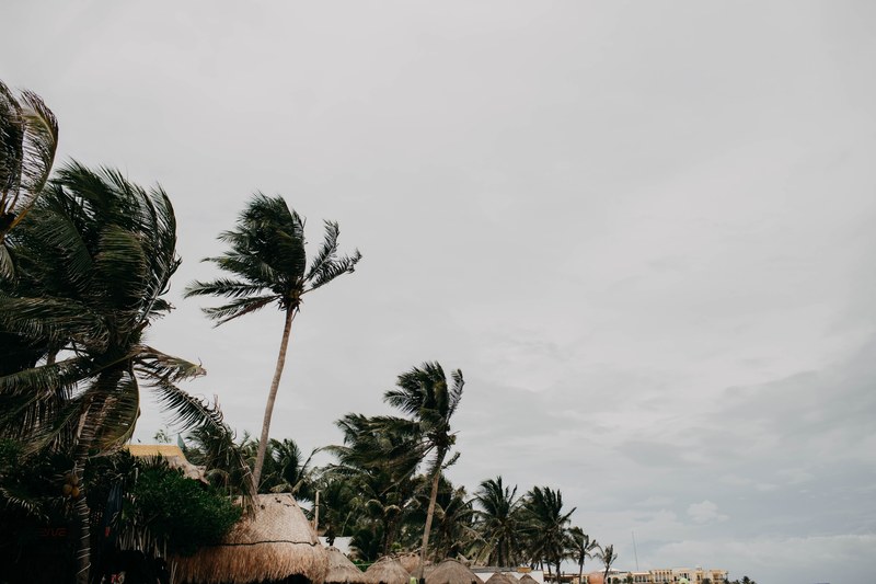 palm tree storm windy and bad weather 4k