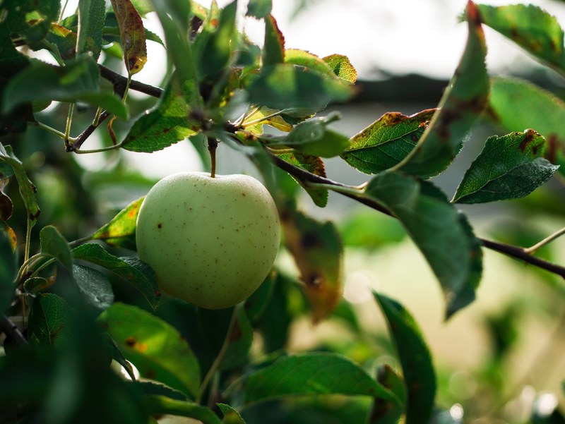 apple green apple fruit and nature 4k