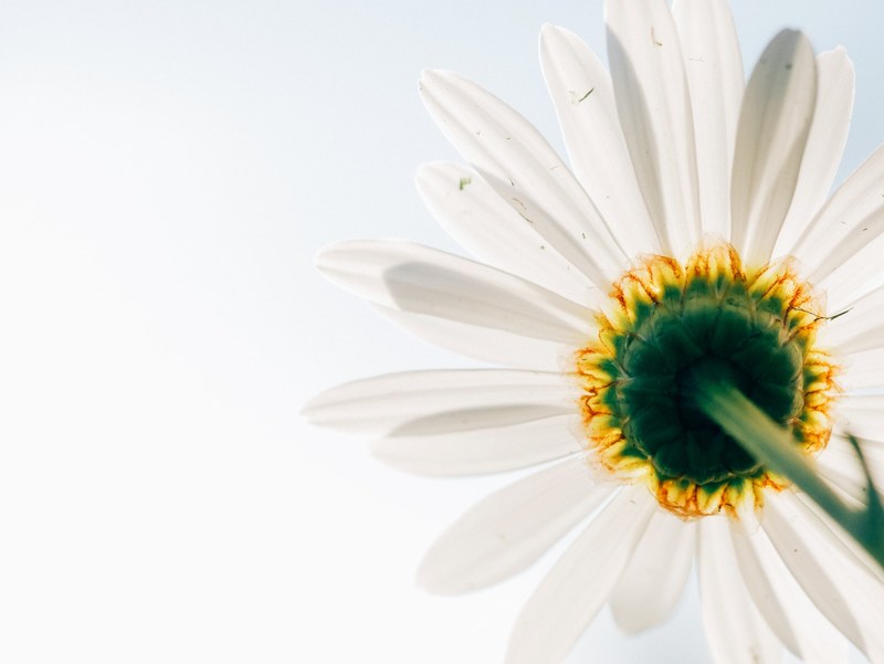 a low angle shot of a flower with long white petals, daisy from below in macro 4k