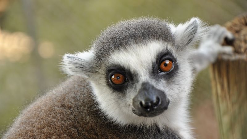 lemur, muzzle, eyes, 4k