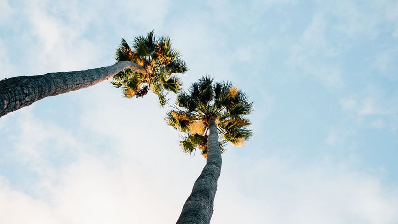 palm trees, sky, clouds, 4k