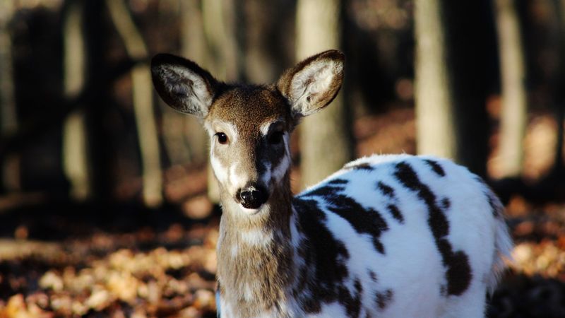 sika deer, color, deer, 4k