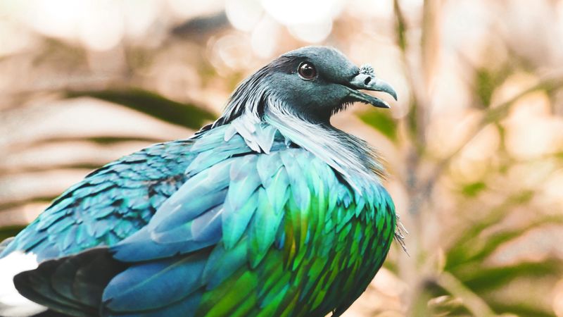 nicobar pigeon, bird, feathers, color, 4k