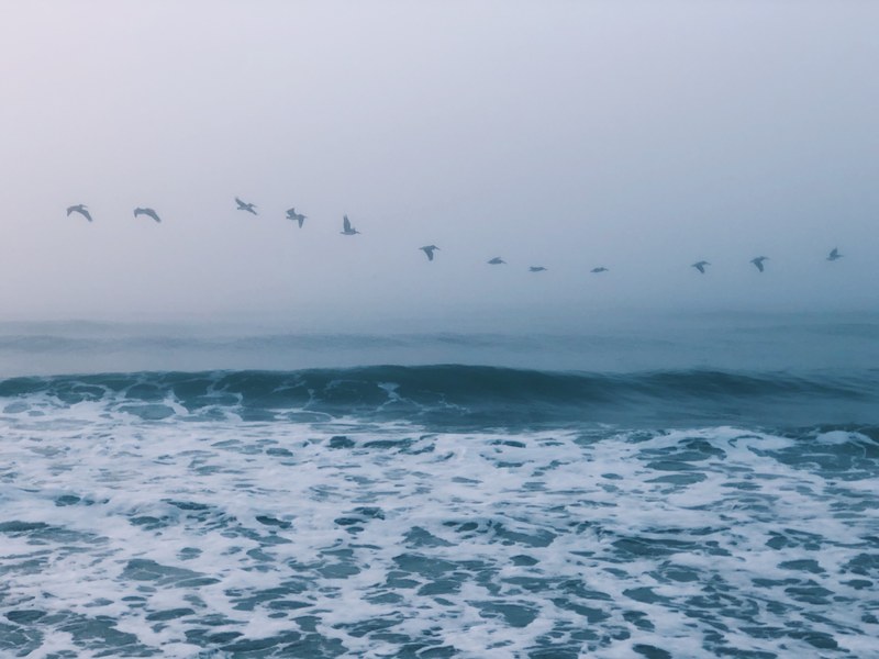 sea ocean water and birds 4k