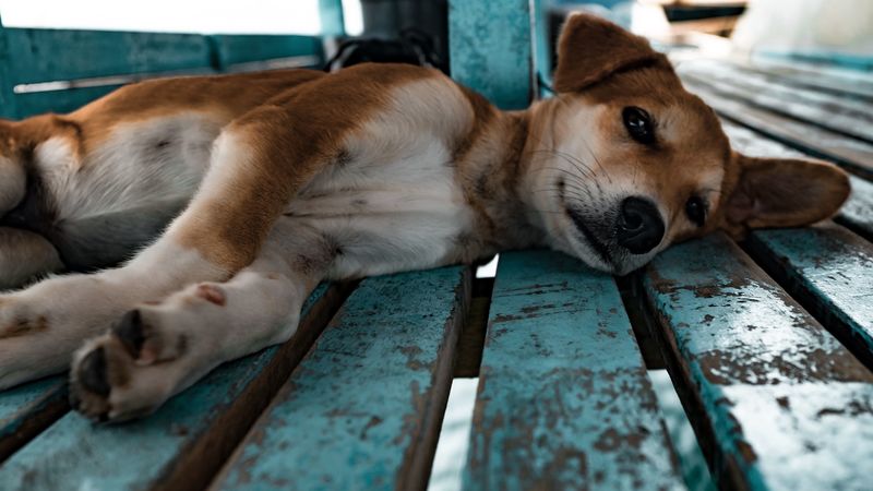 shiba inu, dog, puppy, lying, 4k