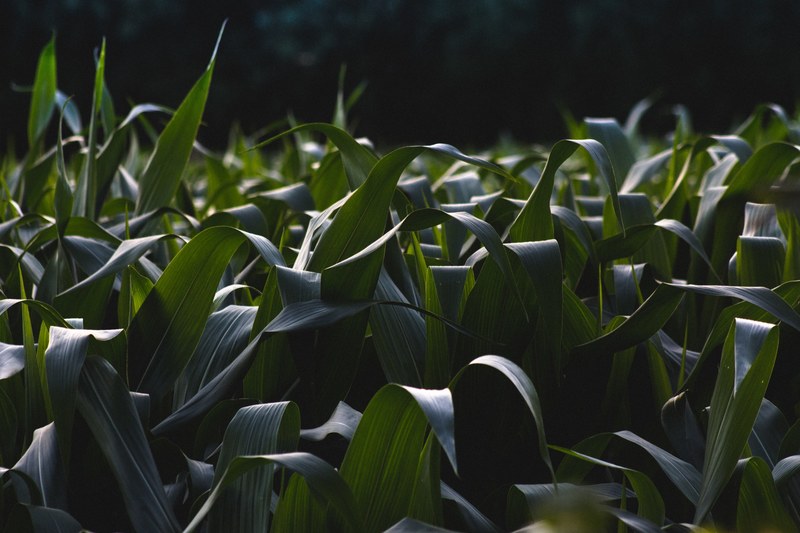 leaves in a farmers cornfield, the cornfield of flanders 4k