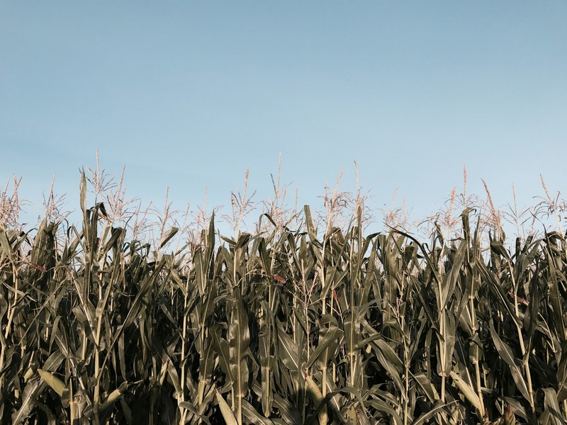 corn field corn stalk field and corn 4k