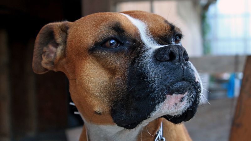 boxer, dog, muzzle, shepherd, 4k