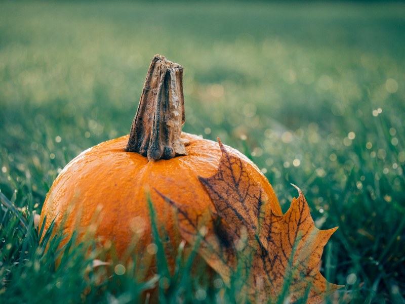 wallpaper fall wallpapers fall backgrounds and pumpkin 4k