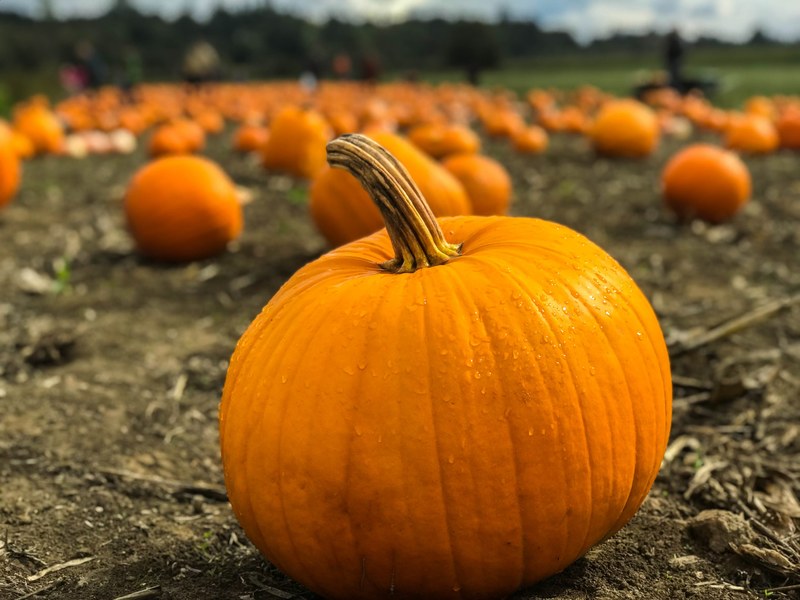 pumpkin pumpkin patch field and harvest 4k