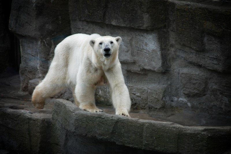 a view of a white furry polar bear walking on a stony cliff, white polar bear walking 4k