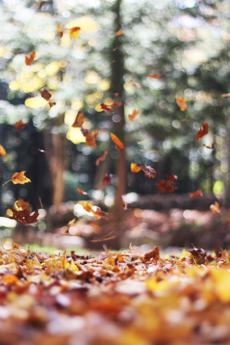 swirling autumn leaves falling from a tree with bokeh effect in the background, swirling autumn leaves 4k