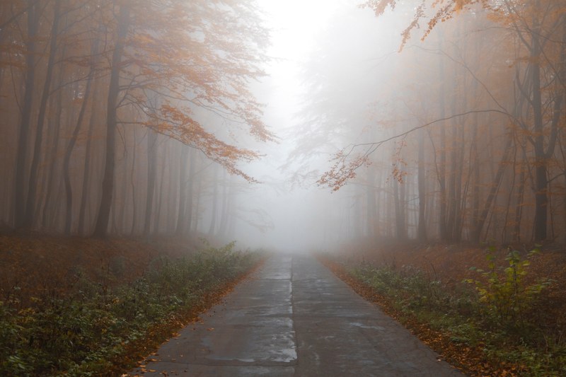 a foggy forest road in rural elblag, elblag fog 4k
