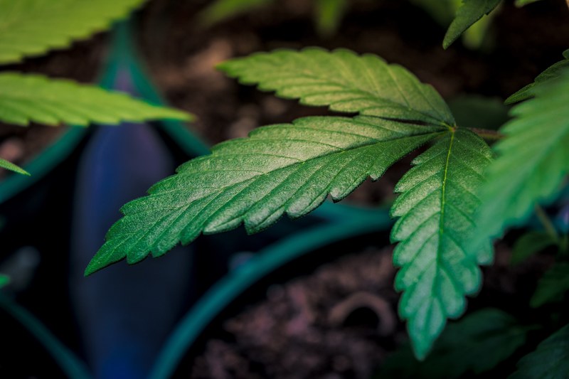 marihuana cannabi and weed 4k