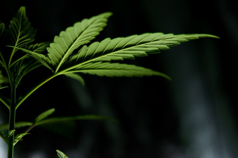 plant marihuana leaf cannabis leaf and leaf 4k