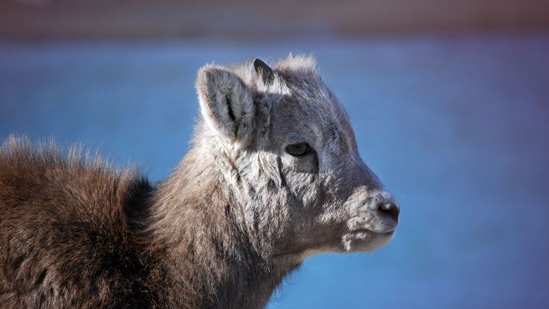 goat, cub, muzzle, 4k