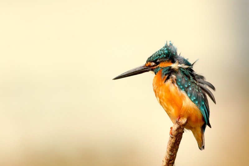 bird kingfisher plumage and feather 4k