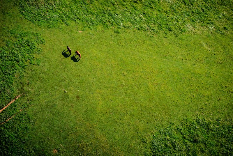 an aerial shot of two horses grazing in a green plain, top view of grazing horses 4k