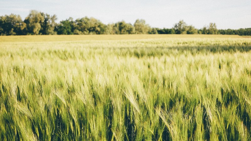 field grass meadow and crop 4k