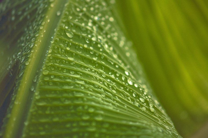 leaf dew banana leaf and palm 4k