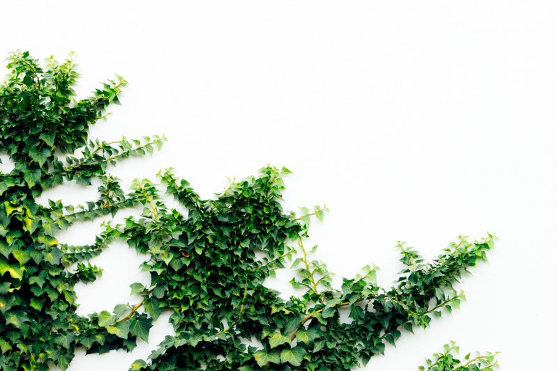 overgrown 2 4k