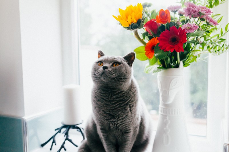 a cat sitting on a windowsill next to a vase with colorful flowers and looking up, a british shorthair 4k